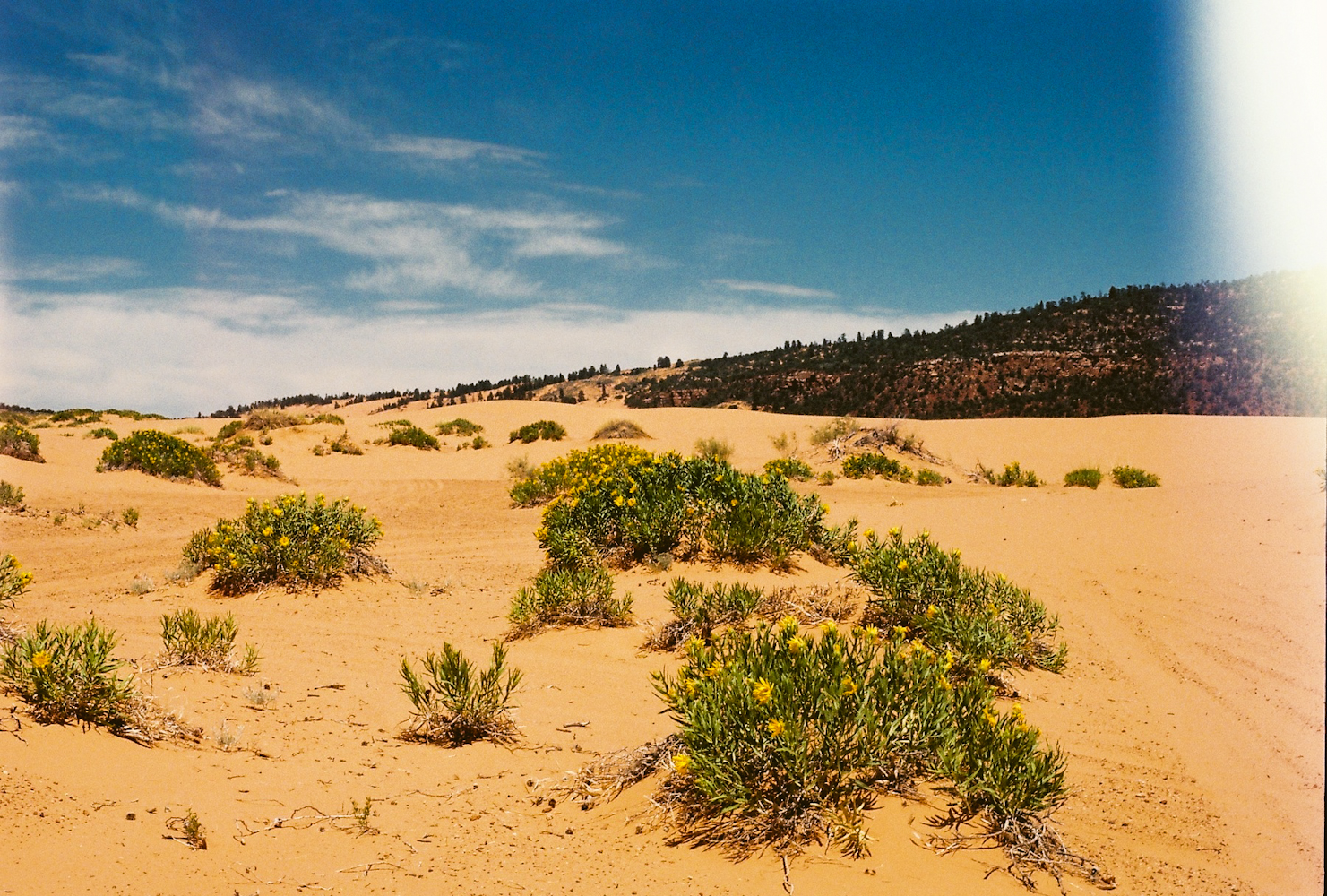 Coral Sand Dunes